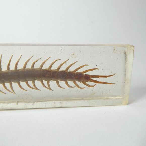 Centipede in Clear Resin Real Bug Display Insect Specimen 5.5" - Picture 3 of 9